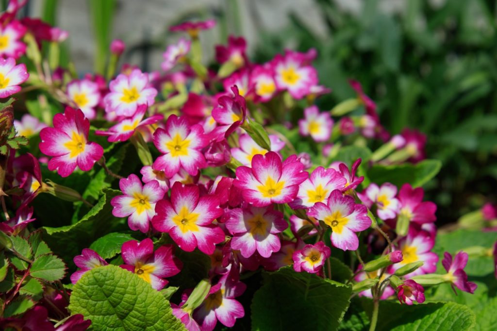 pink, white and yellow flowers of primrose