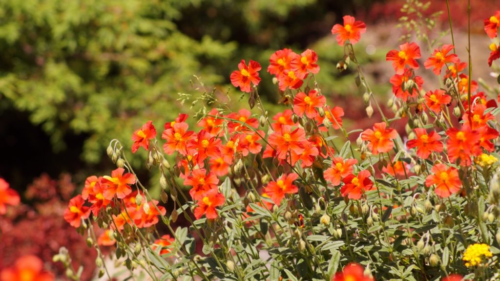 red flowering helianthemums with yellow centres growing outside in front of green trees