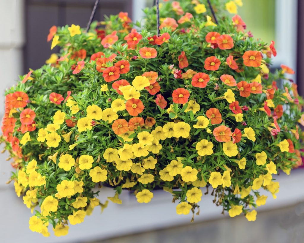 calibrachoa plant with yellow and orange flowers growing in a hanging basket in front of a house