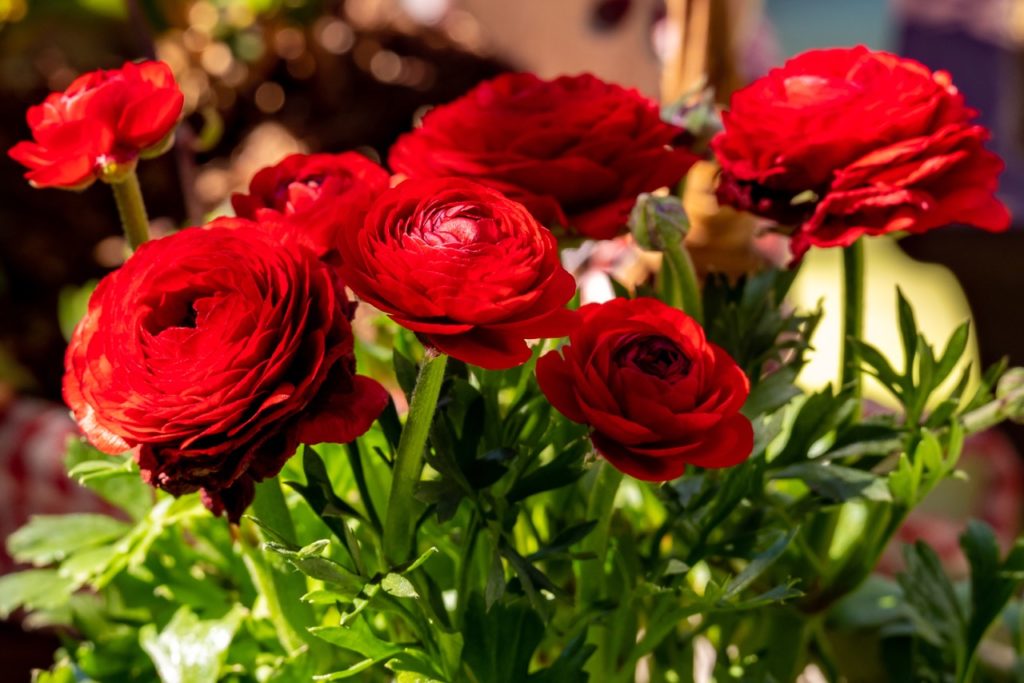 garden ranunculus with red ruffled flowers growing in sunlight