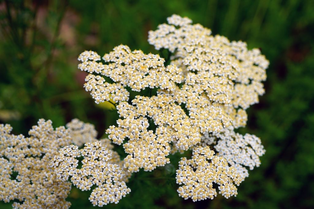 creamy clustered flowers from an achillea plant growing outdoors