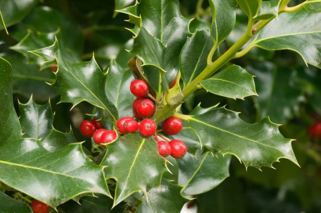 close-up of the red berries from a common holly plant with spiky green leaves growing outdoors