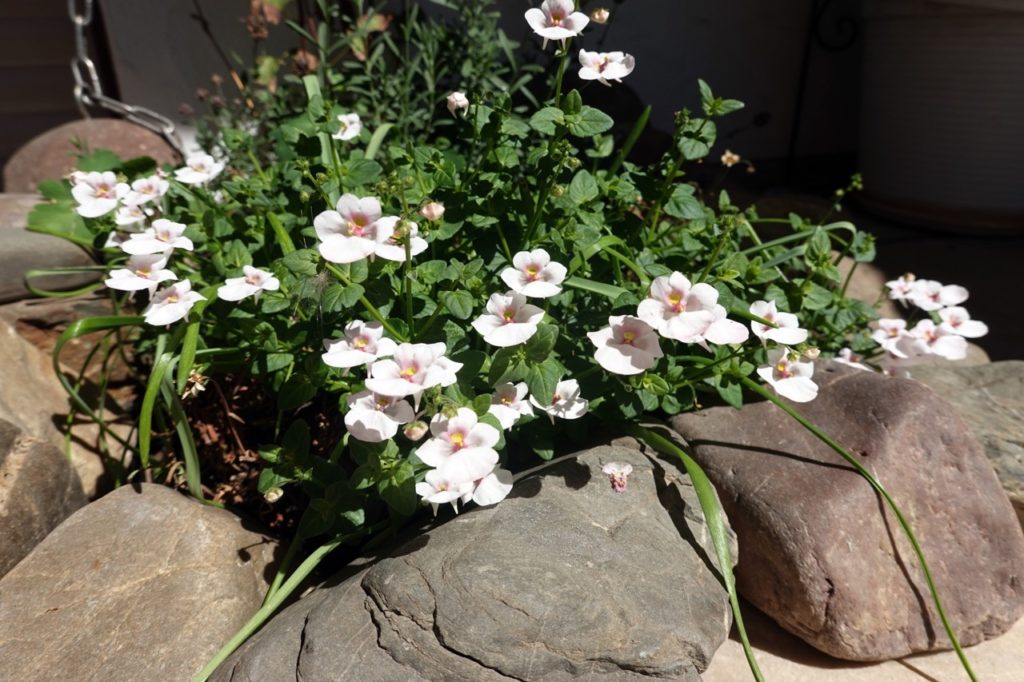 white flowering diascia with apricot centres inside a rocky garden bed