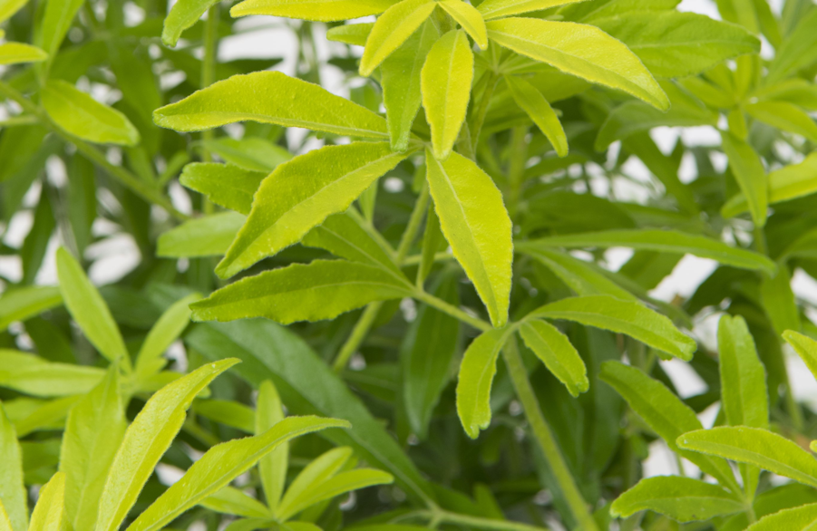 choisya x dewitteana 'Goldfingers' with thin yellow leaves growing against a white wall