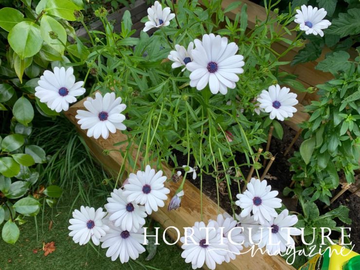 Sowing Osteospermum Seeds In 5 Steps Horticulture.co.uk