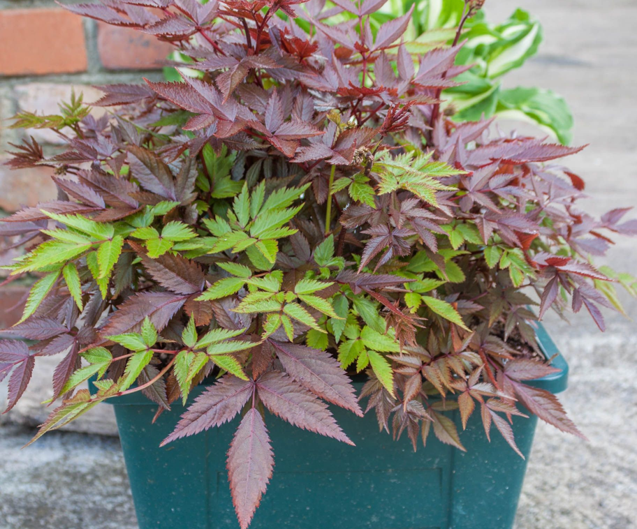 potted astilbe shrub with green and purple foliage growing outside in front of a brick wall