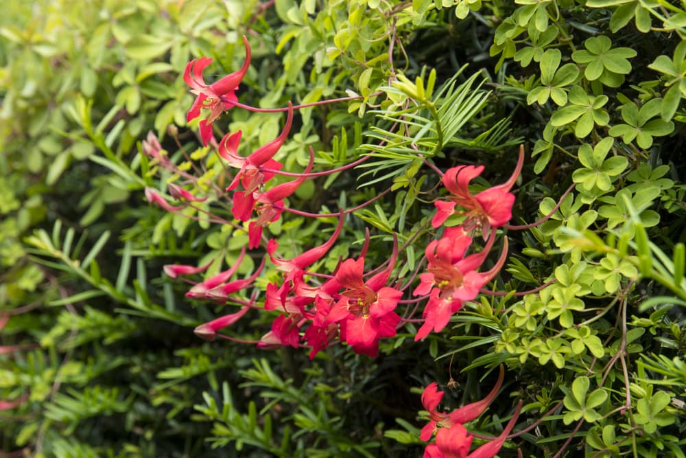 flame nasturtium plant with outstretching pink flowers