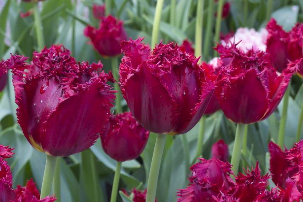 pink fringed tulip flowers with distinctive ruffled edges; type 'Terry Red'