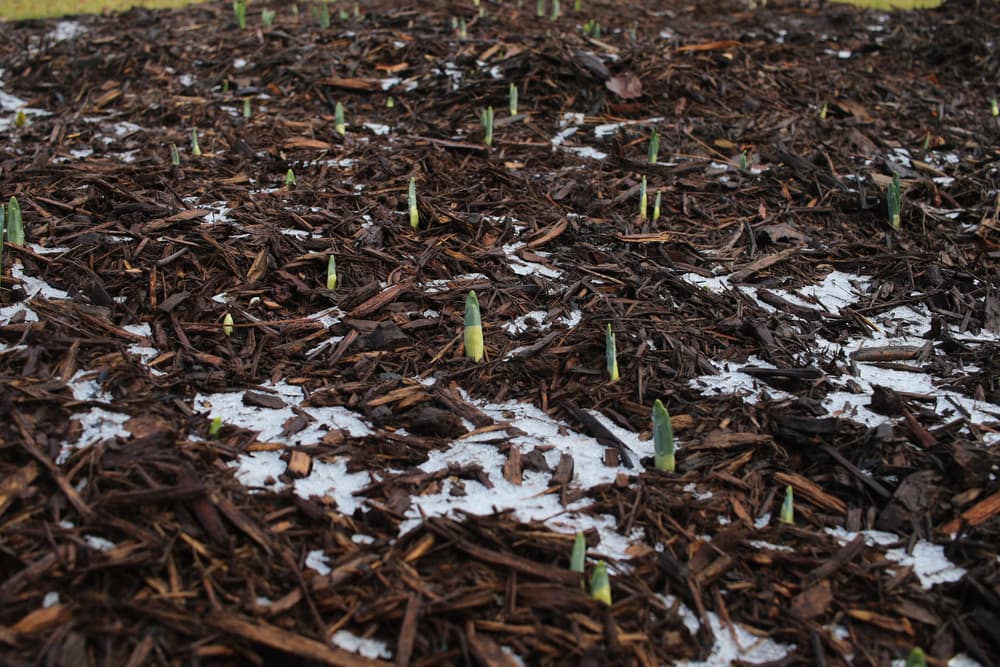 a heavily mulched, frost-covered area with the first spring bulbs beginning to emerge