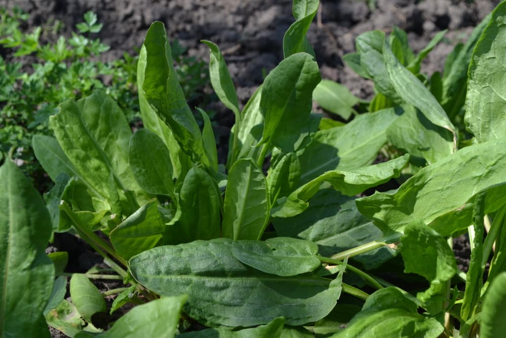 green leaves of Rumex patientia