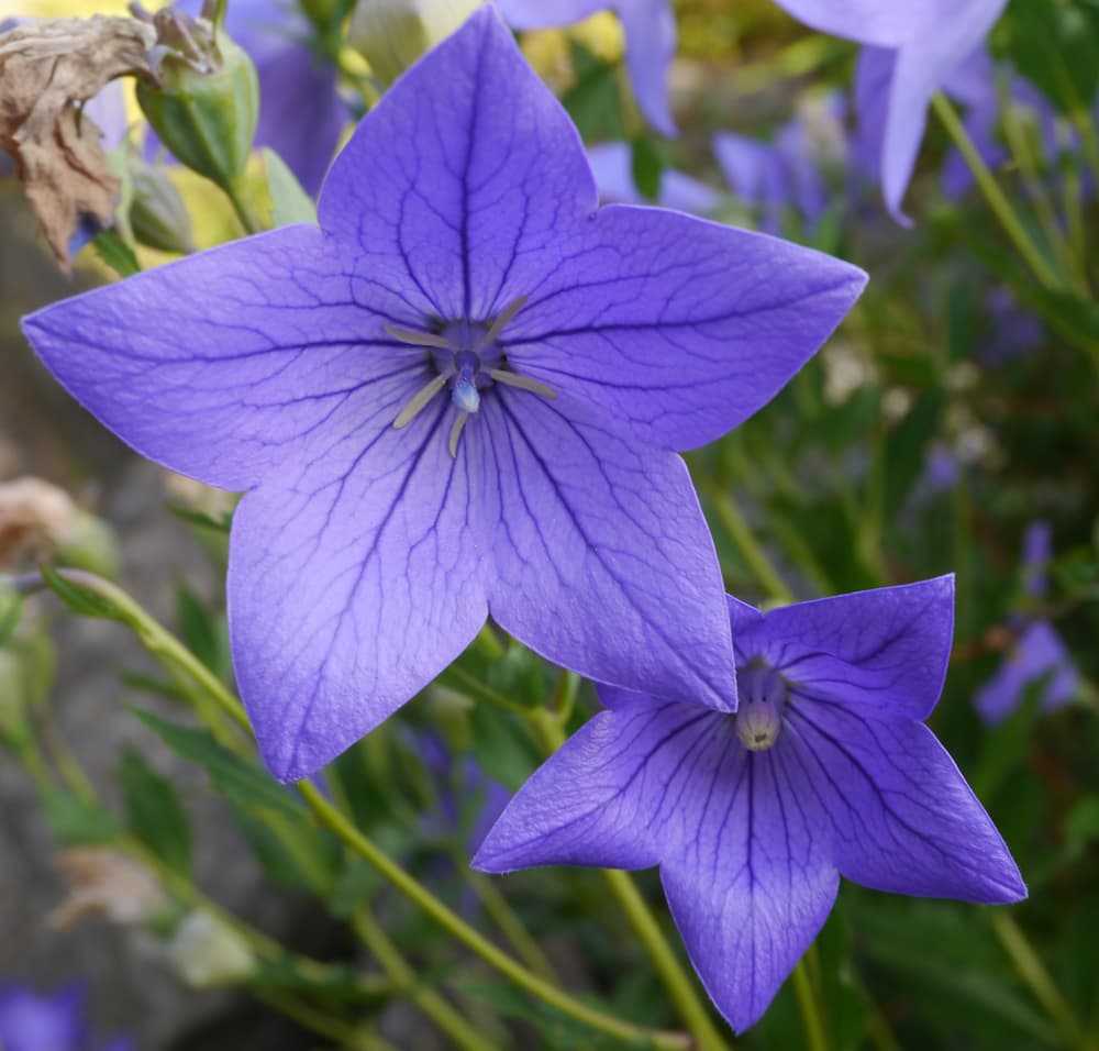 Apoyama flowers with visible venation in dark purple