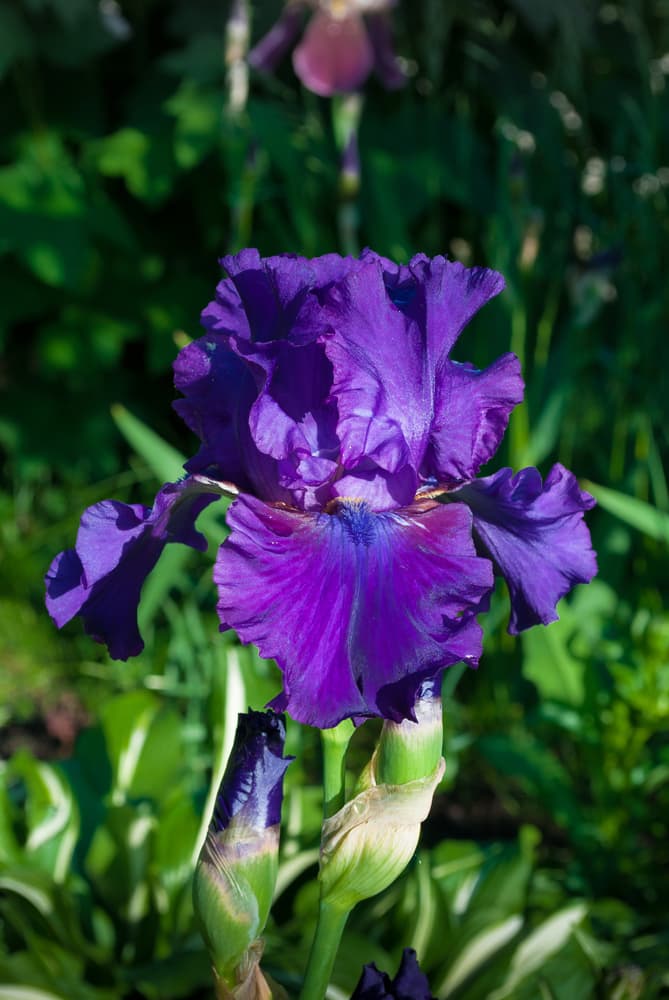 deep purple iris germanica flower