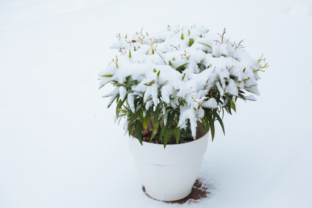 potted nerium covered in a thick blanket of snow