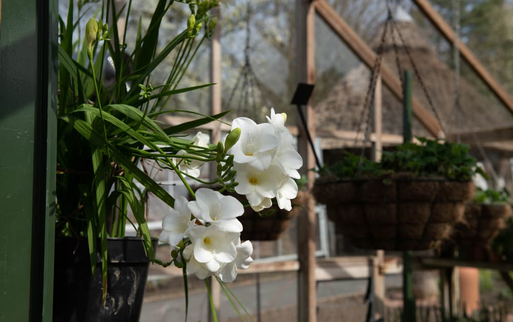 white spring flowering freesia growing in hanging baskets in a greenhouse