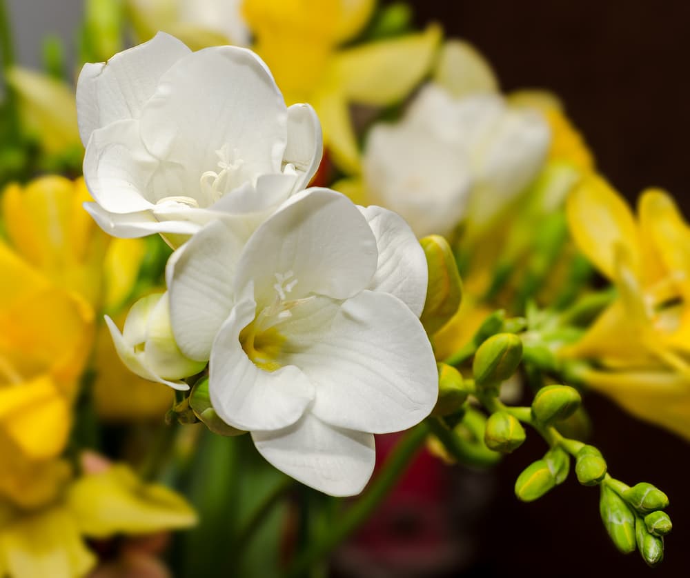 white flowering freesia with round open petals