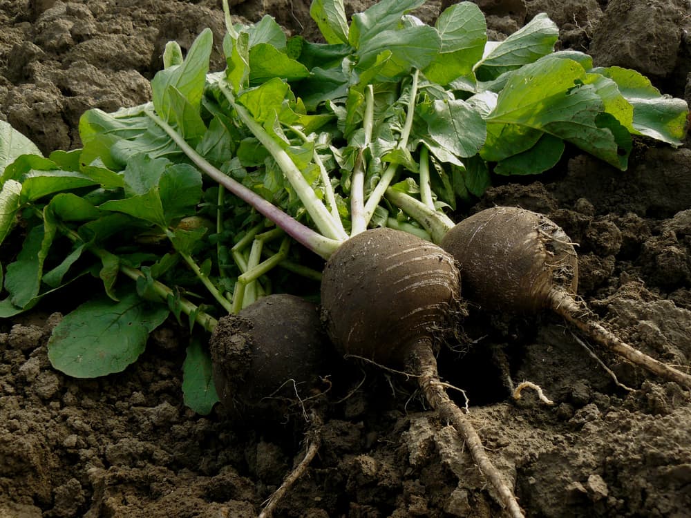 round winter radishes that have been freshly dug up from the earth