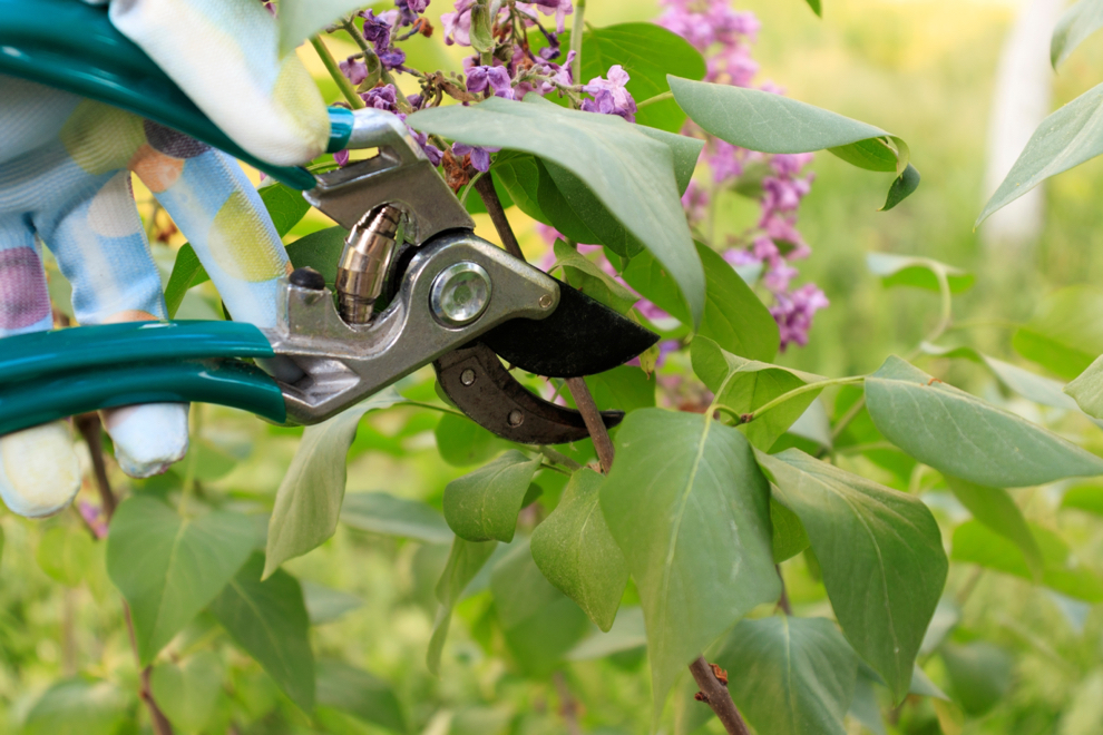 secateurs being used to cut the stem of a lilac shrub with purple flowers