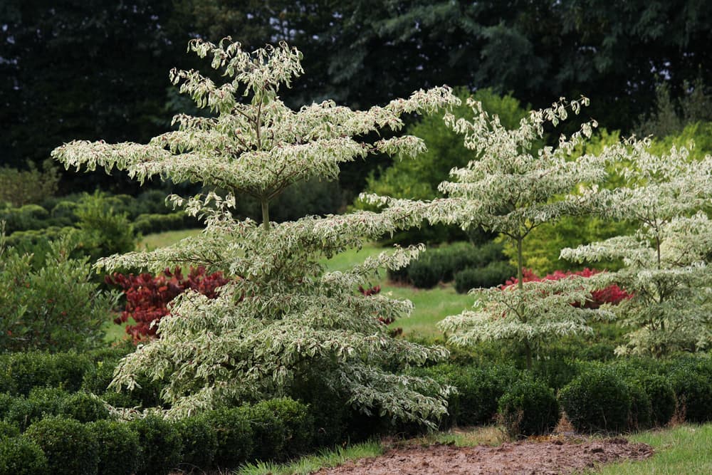several cornus controversa trees growing in a Japanese garden