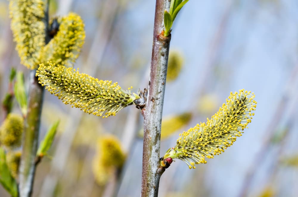 close up of yellow catkins on a salix irrorata tree