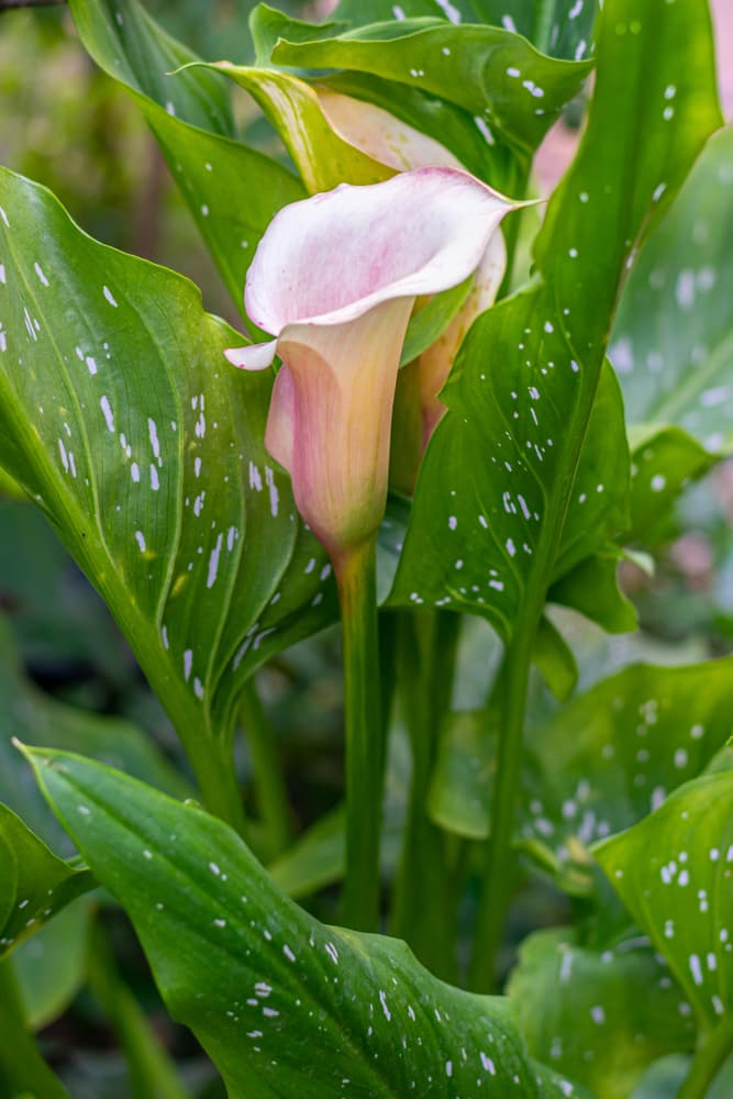 zantedeschia 'Crystal Blush' with pink and white flowers