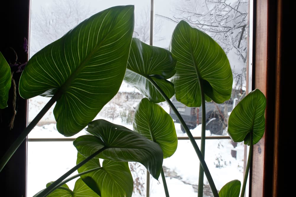 leaves of calla growing indoors with snowy winter weather visible outside of the window