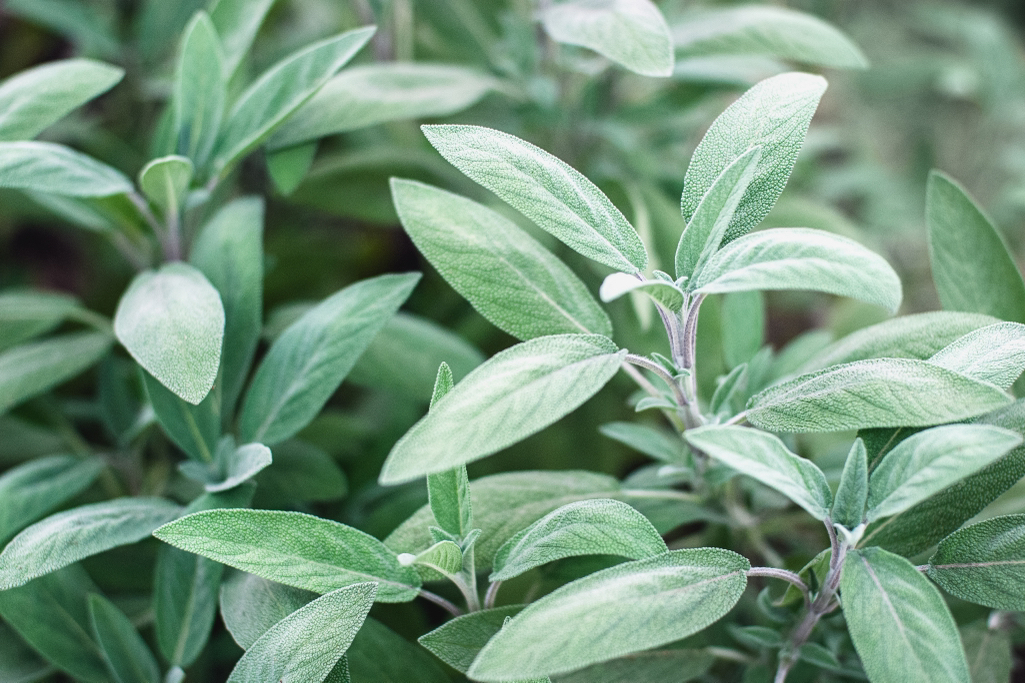 greeny-grey leaves from sage 'berggarten' shrub growing outdoors