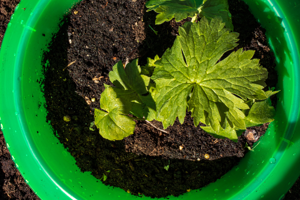 a delphinium seedling growing in a green pot filled with moist soil