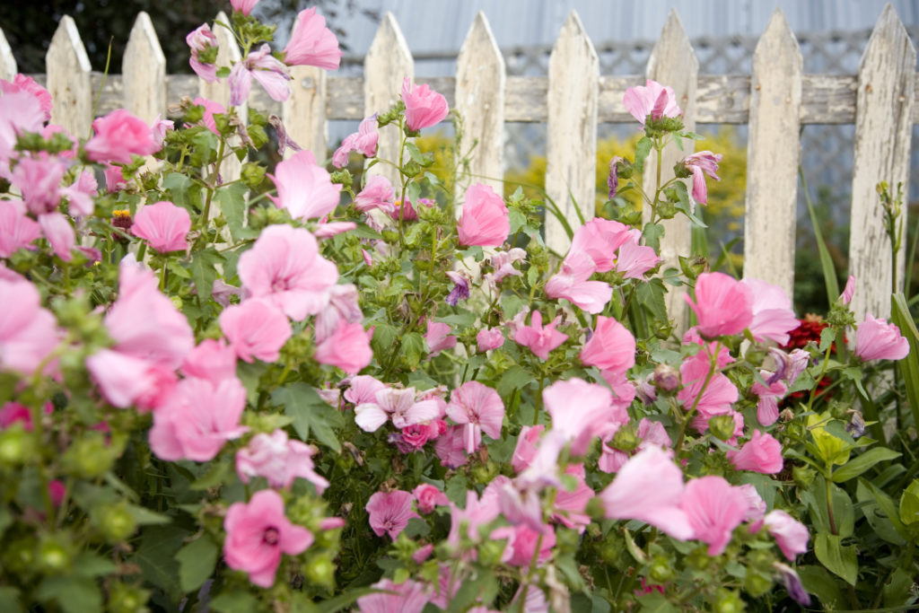 a pale pink tree mallow shrub growing against a white wooden fence outside