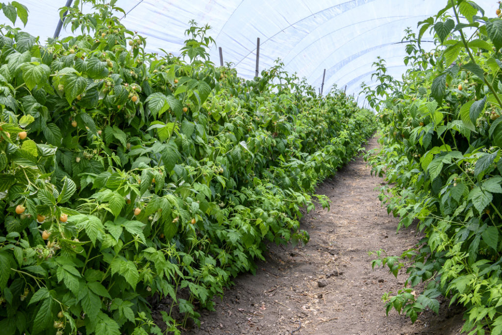 raspberry shrubs growing in rows inside a big greenhouse