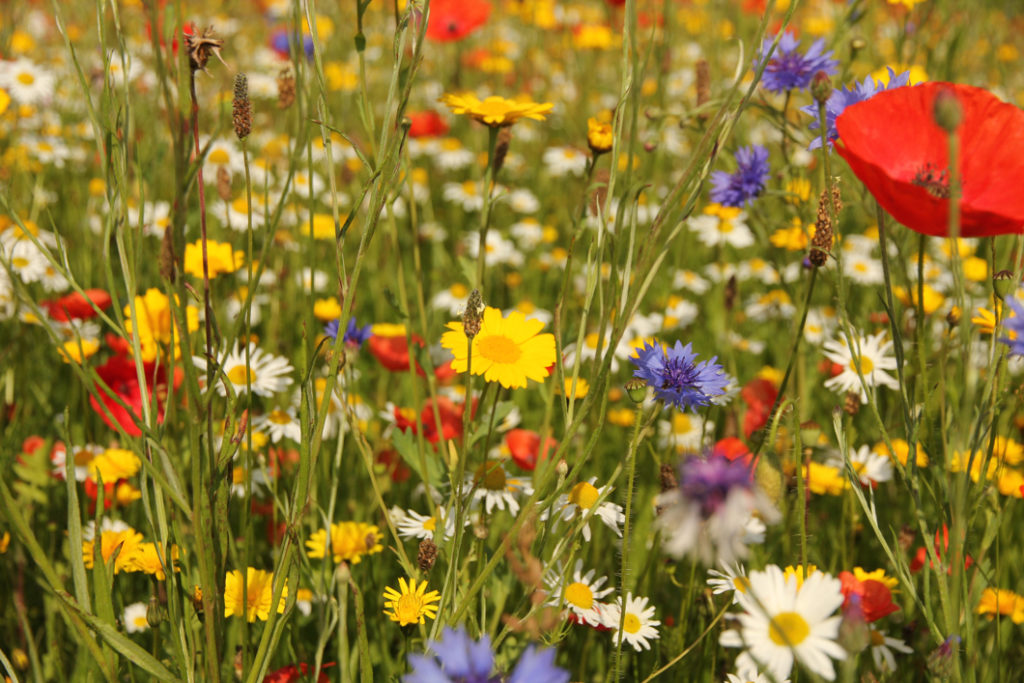 a group of red, yellow, purple and white wildflowers