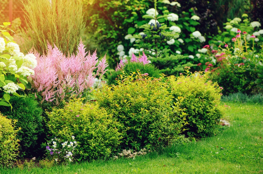 various herbaceous perennials including climbing hydrangea and astilbe growing in a garden border with pink, green and white colours