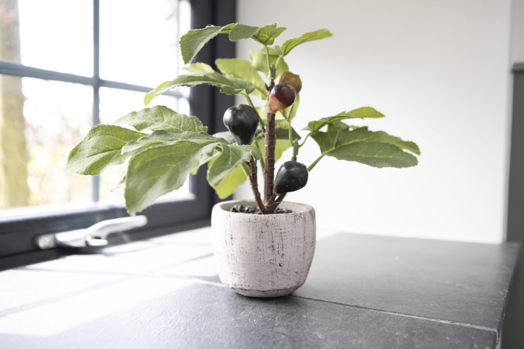 small potted fig tree bearing ripe purple fruits growing in front of a window inside