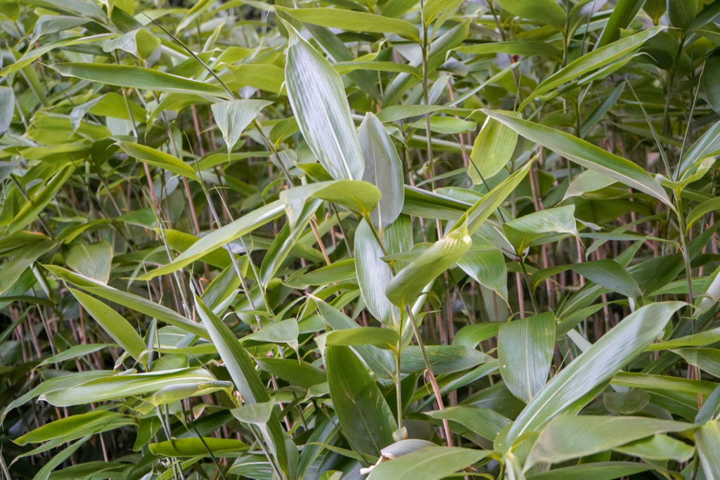 umbrella bamboo shrub with long green leaves and bamboo stems growing outdoors