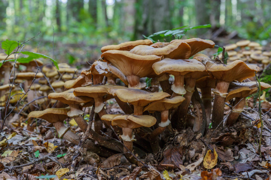 a clump of honey fungi growing outside in a woodland area