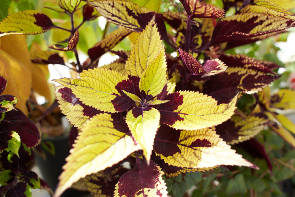 coleus shrub with purple and yellowy-green variegated leaves growing outside