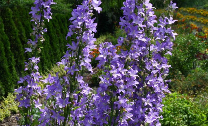 chimney bellflower with long tall stems and purple flowers growing in a garden bed in front of a hedge