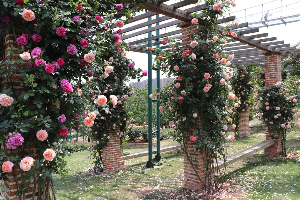 colourful roses climbing up a brick supported garden trellis