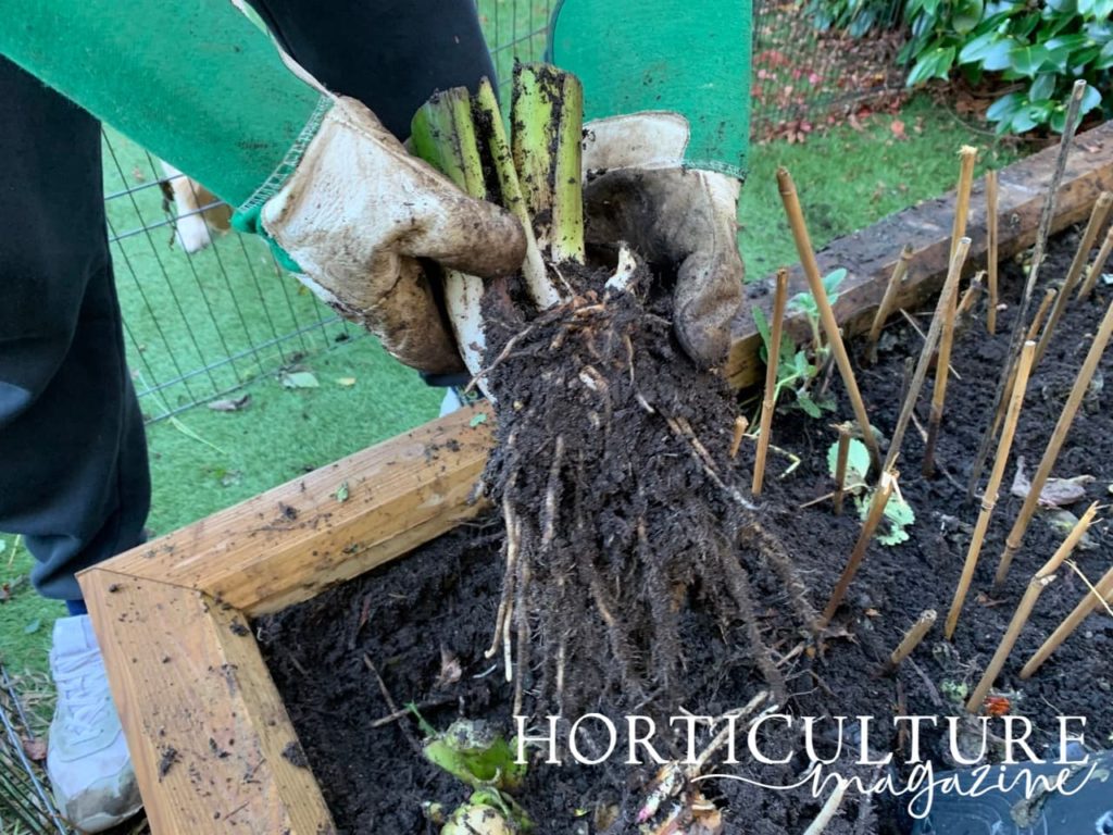 a large clump of canna rhizome shown with its roots hanging down