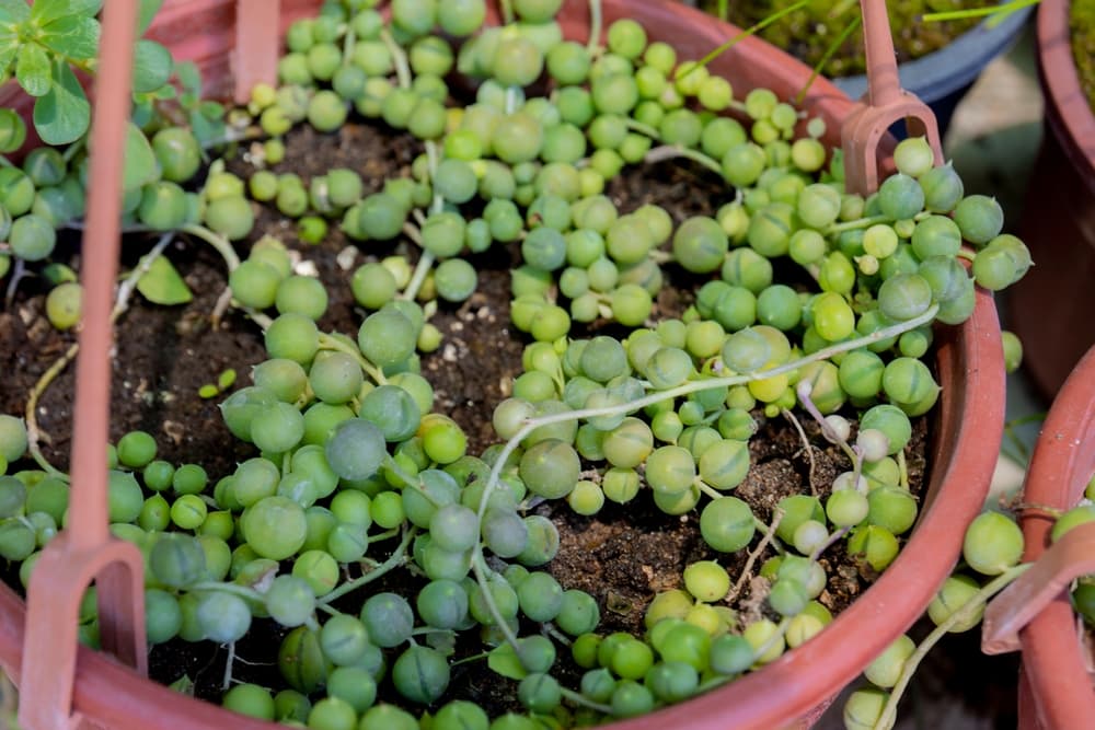 various sized beads of Senecio rowleyanus growing over compost in a container