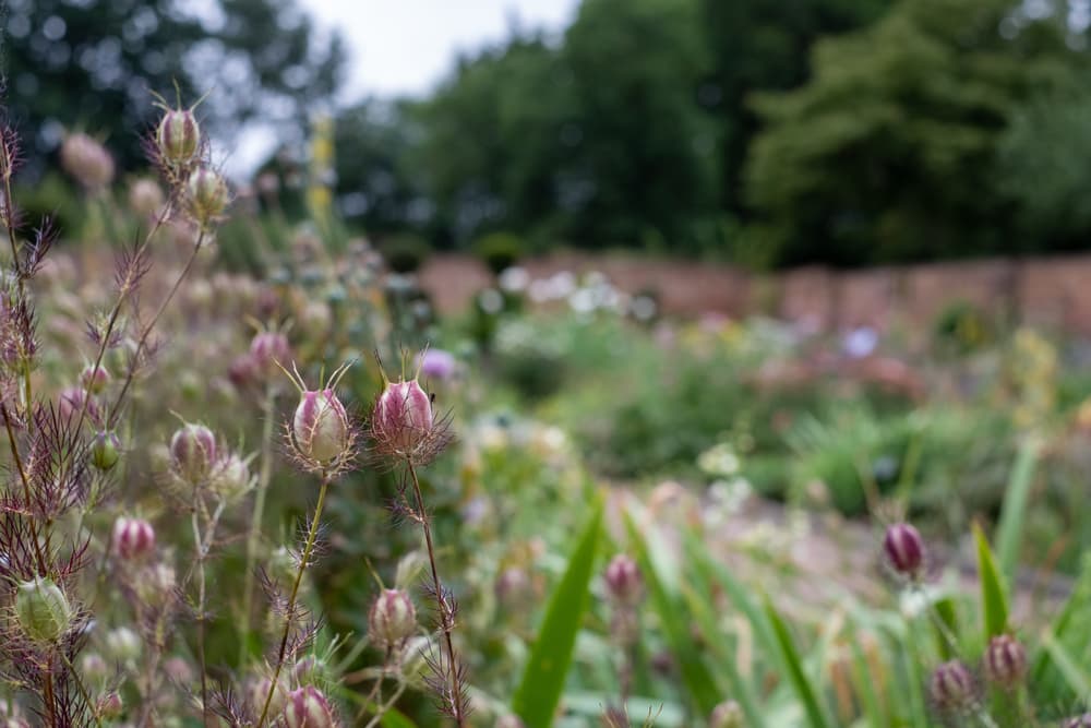 seed pods of love-in-a-mist shown against the backdrop of a large country estate garden