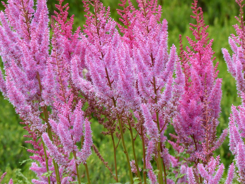 dwarf Chinese astilbe with tall pink stems bearing pink flowers growing in front of a grassy field