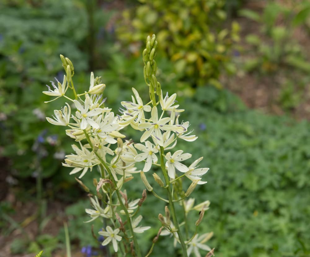 upright white flowers of C. Sacajawea