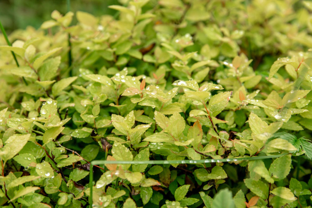 spiraea japonica shrub with green leaves covered in rain droplets 