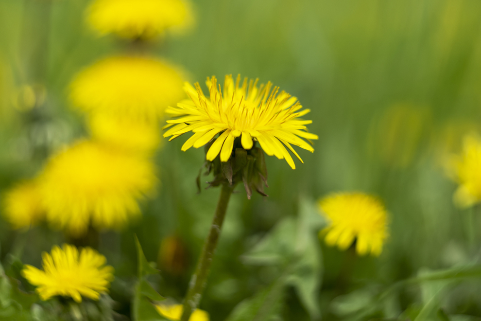 close-up of the yellow flower of a dandelion plant with other dandelions growing in the background