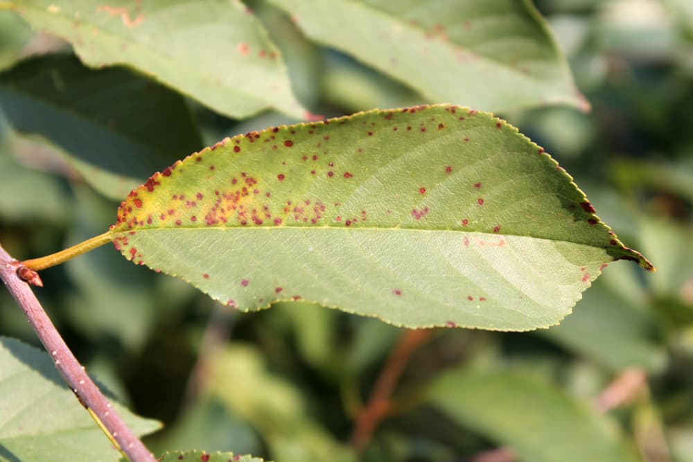 close up view of leaf spot fungal infection