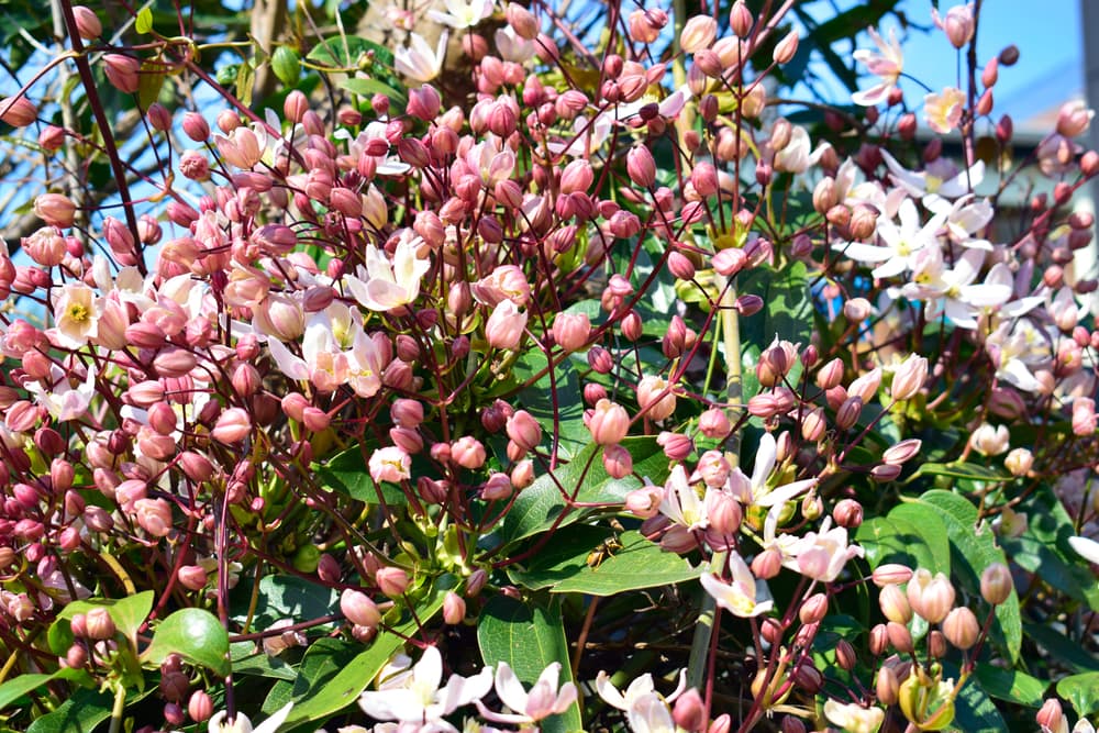 buds of Armand Clematis ready to bloom