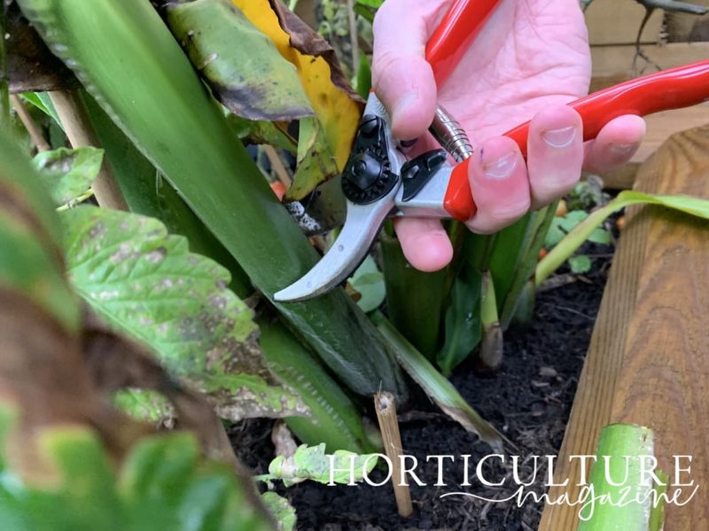 How (And When) To Cut Back Canna Lily Horticulture.co.uk