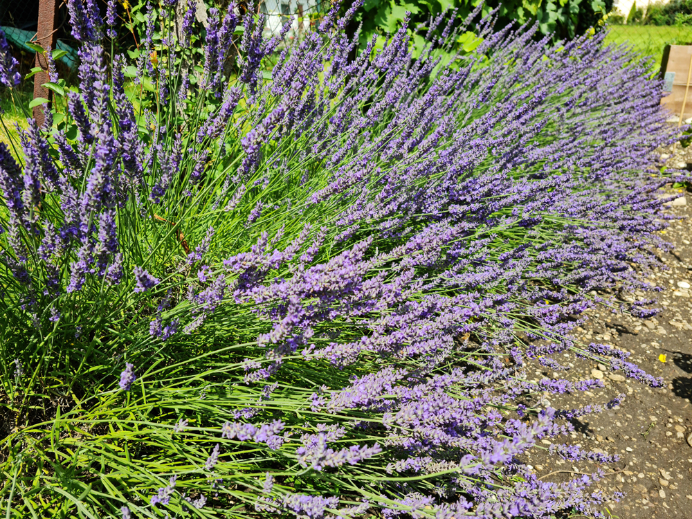 overgrown lavender shrub with purple flowers growing in a garden next to a rocky garden path