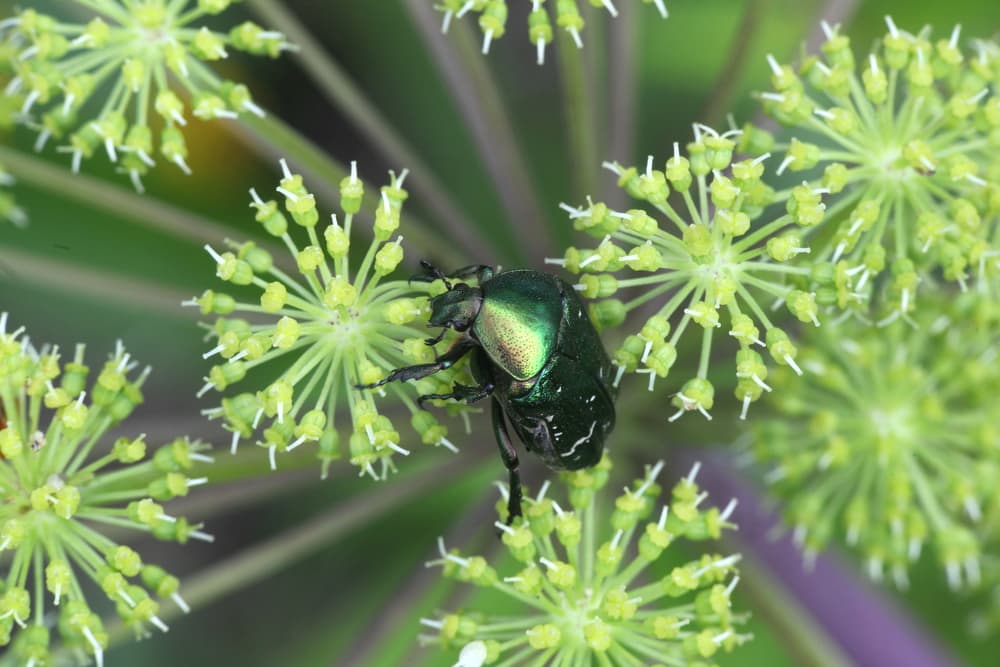 rose chafer sat on wild angelica