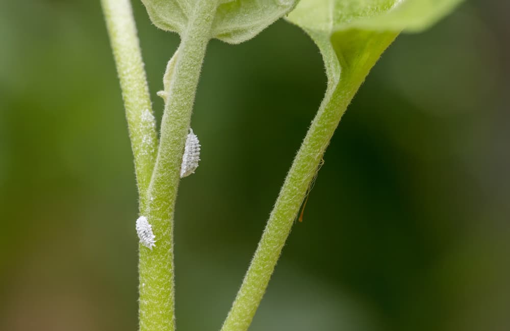 magnified view of mealybugs on the stems of a plant